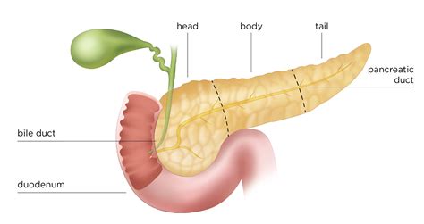 Pancreas Pancreas Human Anatomy And Physiology Human Body Diagram
