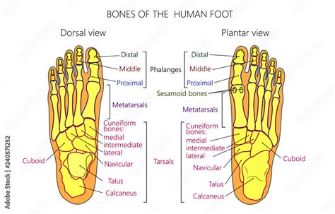 Plantar Foot Anatomy Poster Ph