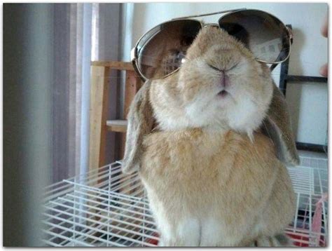 20 Worlds Coolest Bunnies Wearing Sunglasses H3rcom Weird Funny