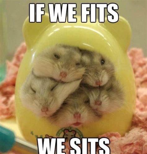 20 Best Images About Hamsters I Am Obsessed On Pinterest Funny Hamsters And Spaghetti Noodles