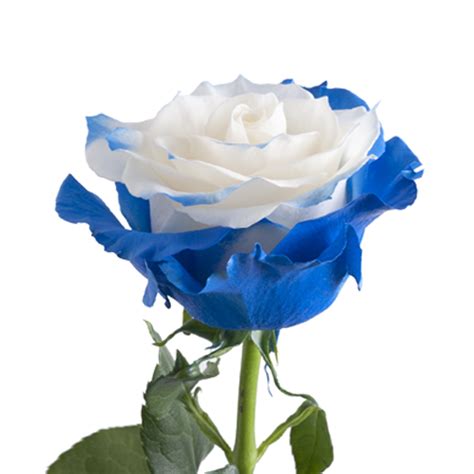 Blue Fairy Roses 50 Cm Fresh Cut 100 Stems