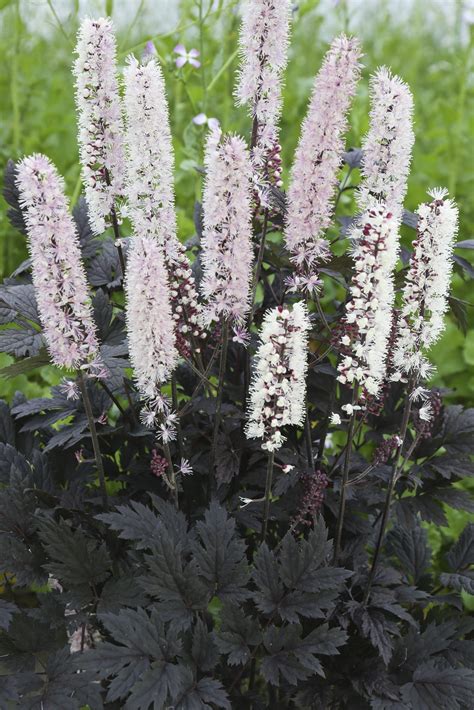 Actaea Simplex Chocoholic Well Established Actaea Proctors Nursery