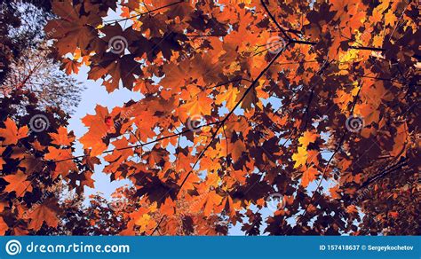 Red Maple Leaves On An Autumn Sunny Day Stock Image Image Of Brown