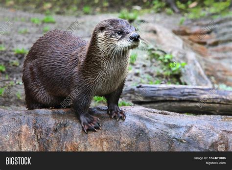 Brown Otter Looking Image And Photo Free Trial Bigstock