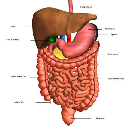 The Human Digestive System Labeled ModernHeal Com