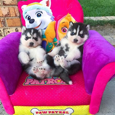 If chicago and the city life is not your cup of tea, there are other options. Cute Huskies puppies for Adoption Offer