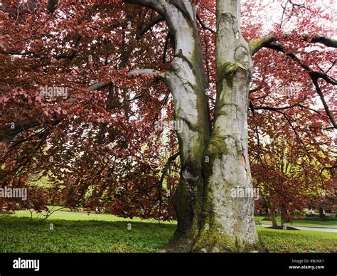 Stately Beech Tree In Autumn Foliage Stock Photo Alamy
