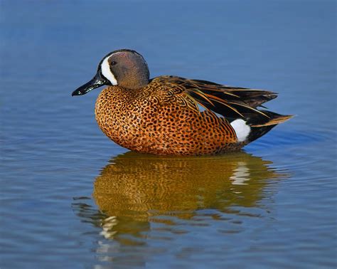 Drake Blue Winged Teal Photograph By Tony Beck