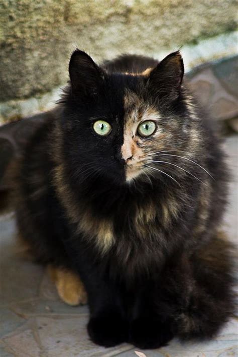Cat Facts Fun Trivia About Tortoiseshell Cats With Torti Tude