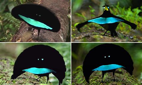 Slick Dance Moves Of A New Species Bird Of Paradise Is Revealed