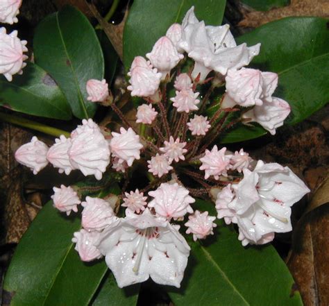Bowmans Root Blooming With Mountain Laurel