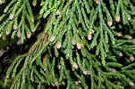 Callitropsis nootkatensis (Cupressaceae) image 12679 at