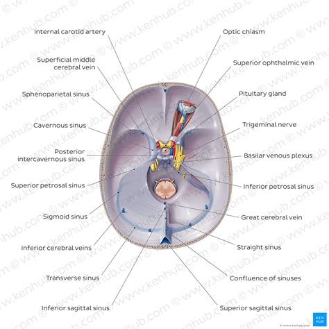 Dural Venous Sinuses Anatomy Location And Function Kenhub