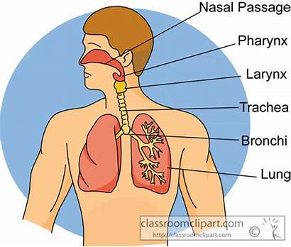 Respiratory System Human Clipart Anatomy Breathing Clip