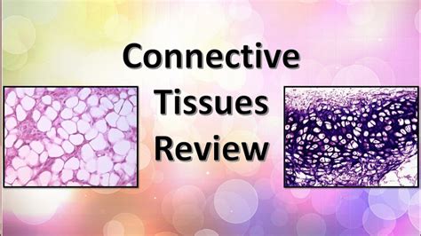 Connective Tissue Review Part 1 Youtube