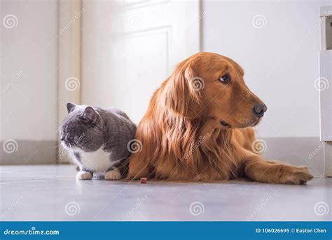 British Cat And Golden Retriever Stock Image Image Of Hair Friendly