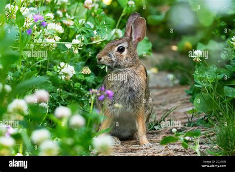 Eastern Cottontail Rabbit Sylvilagus Floridanus Rabbit Stock Photo