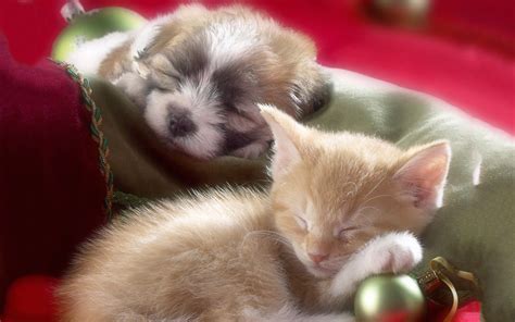 See more ideas about kittens crazy cats cute animals. Kittens And Puppies Wallpapers Group (74+)