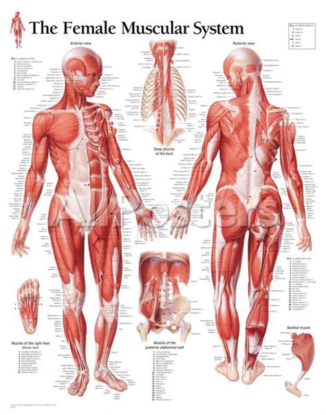 It permits movement of the body, maintains posture and circulates blood throughout the body. 'Muscular System Female Educational Chart Poster' Posters ...