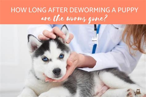 Deworming puppies is usually a simple process, but you'll want to know what to expect after puppy collectively, these intestinal parasites exhibit different life histories and harm dogs and cats in different ways. How Long After Deworming a Puppy Are the Worms Gone ...