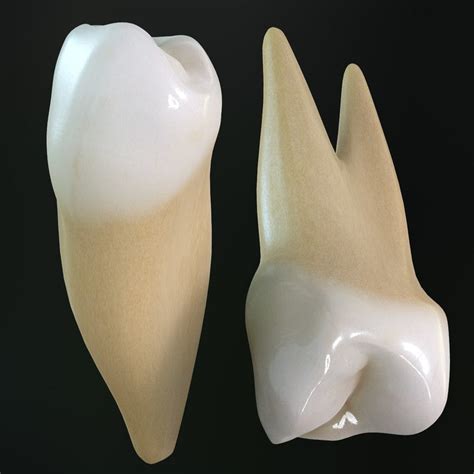 What Is A Premolar Tooth