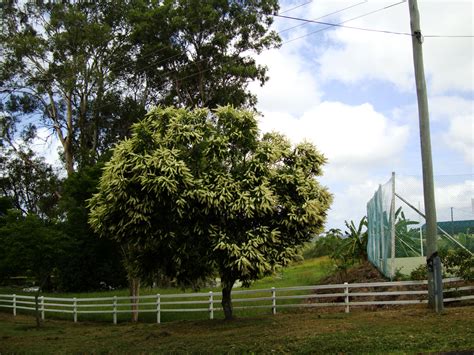 Asisbiz Australian Flowering Tree Flaxton Area 01