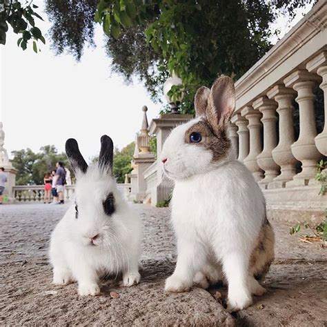 ПУШИСТЫЕ Fluffy Rabbittravel Instagram Photos And Videos