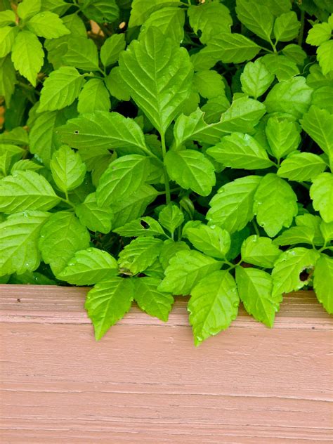 10 Medicinal Herbs For The Garden Chestnut School Of
