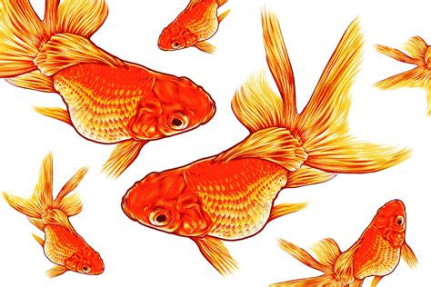 Goldfish Illustration Animal Illustrations Creative Market