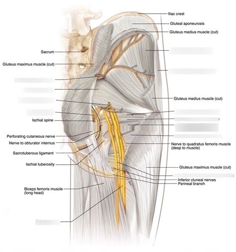 Superior Gluteal Nerve Anatomy