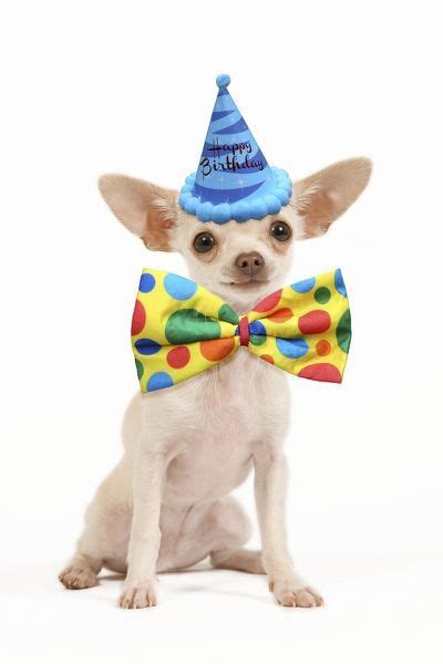 Dog Short Haired Chihuahua Wearing Happy Birthday Party