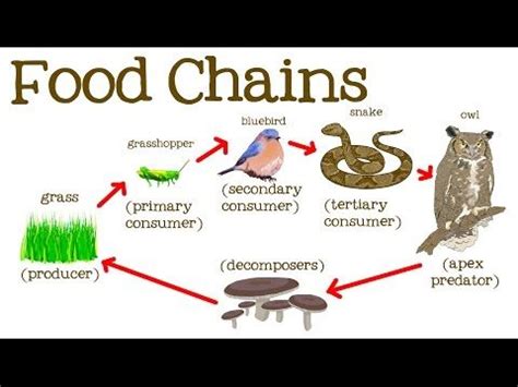 A simple model of motivation does not include which of the following? Food Chains for Kids: Food Webs, the Circle of Life, and ...