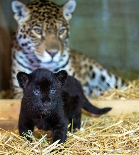 Rare Jaguar Cub At Our Sister Site The Big Cat Sanctuary Paradise