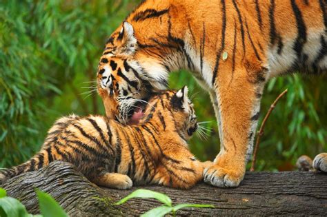 From Tiger To Free-Range Parents - The Pros And Cons Of ...