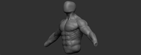 The torso or trunk is an anatomical term for the central part, or core, of many animal bodies (including humans) from which extend the neck and limbs. Male torso/back anatomy - critique please — polycount