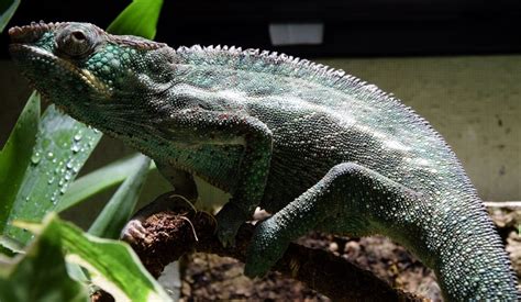 How Big Do Chameleons Get Average Weight And Growth Chart Pet Keen