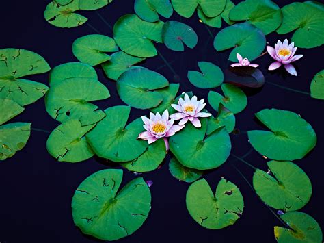 Lily Pads Peter Adams Photography