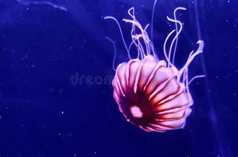 Aqua Jellyfishes Aquarium Neon Jellyfish Sea Jellies Gelatinous