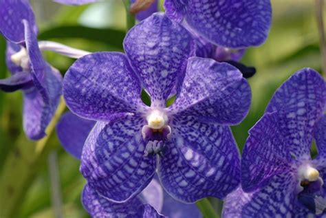24 Different Types Of Orchids Plus Amazing Facts Different Types Of Orchids Types Of