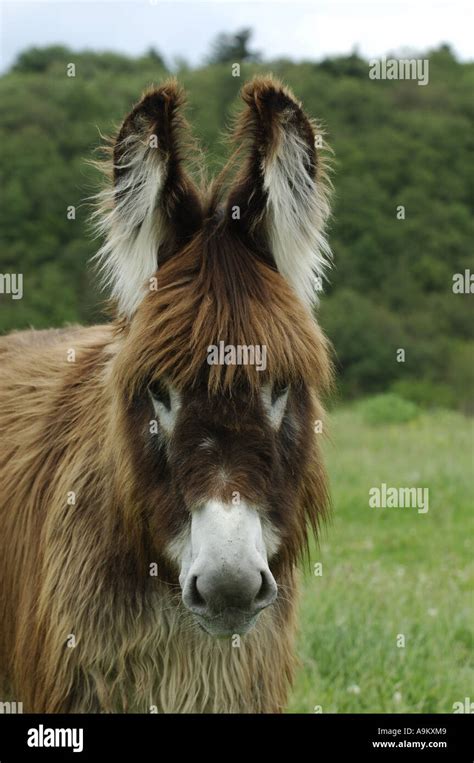 Domestic Donkey Equus Asinus F Asinus Foal On A Meadow Stock Photo