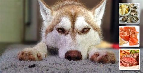 Correcting Zinc Deficiency In Huskies Snowdog Guru