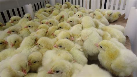 Quality Poultry Hatchery