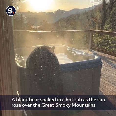 Bear Relaxes In Hot Tub A Brazen Black Bear Decided To Take A Sunset