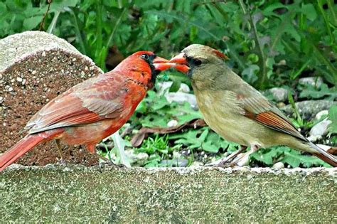 21 Interesting Facts About Cardinals Sport And Life