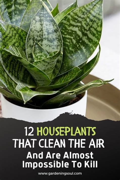 12 Houseplants That Clean The Air Gardening Soul