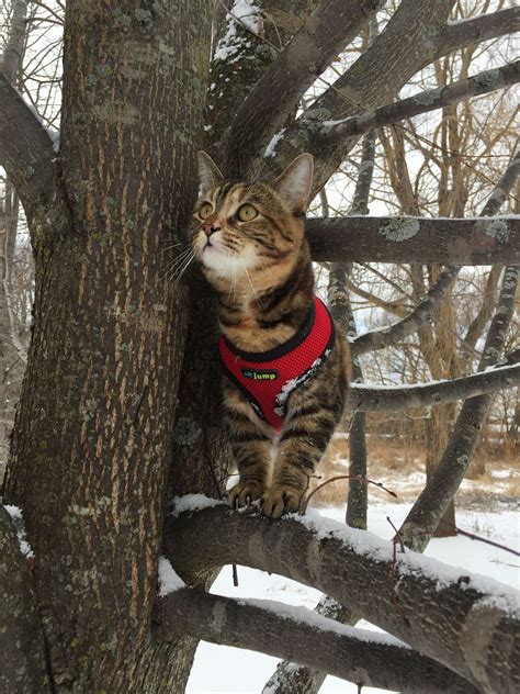 Do Indoor Cats Need Rabies Shots In Ontario Cat Meme Stock Pictures