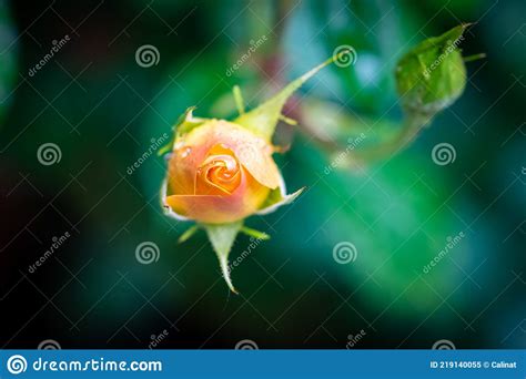 Single Orange Rosebud Stock Image Image Of Close Green 219140055