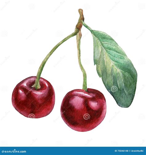 Cherries 3 Hand Drawn Watercolor Painting Stock Illustration