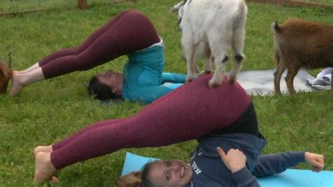 Goat Yoga Maine Guilfordmaine