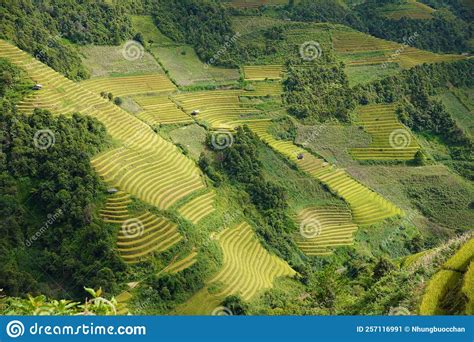 The Scenery Of Terraced Fields In Mu Cang Chai In The Ripe Rice Season